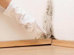 Environmental Consulting for Mold Prevention in Spring Valley, MN